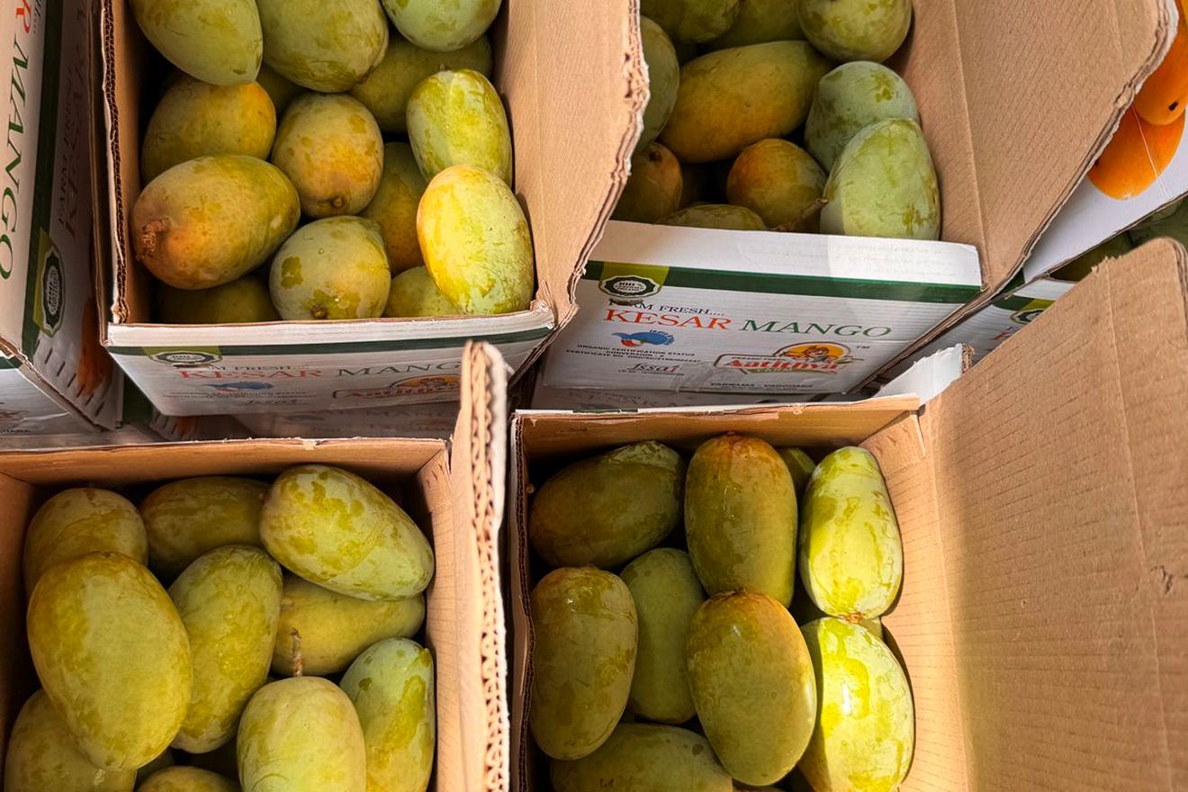Aatithya Farm Kesar Mango boxes packed with fruit at the farm