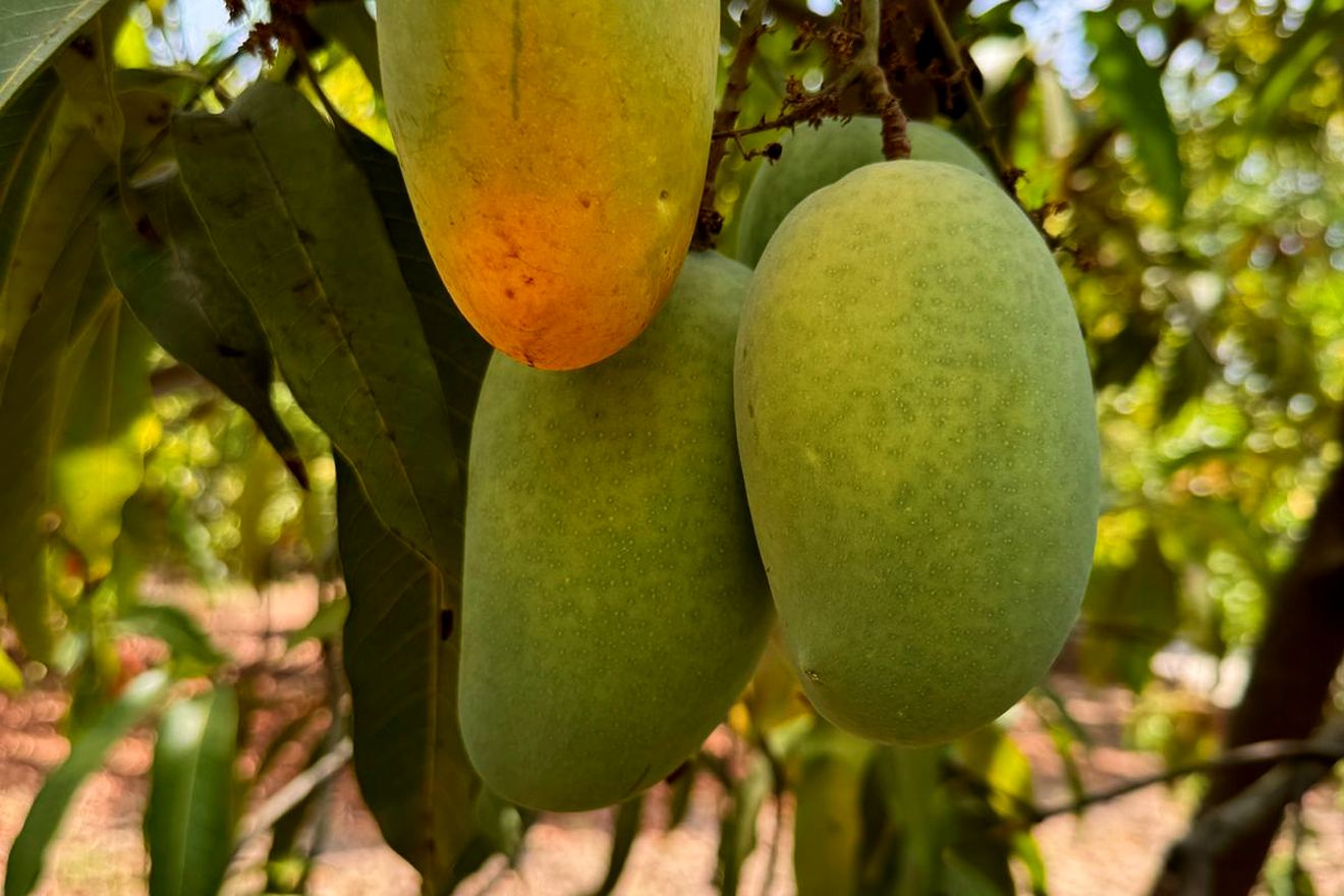 Two Kesar mangoes on the branch, one of them already turning gold at the tip