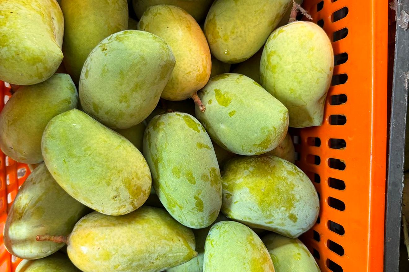 An orange harvest crate filled with freshly picked green and gold Kesar mangoes