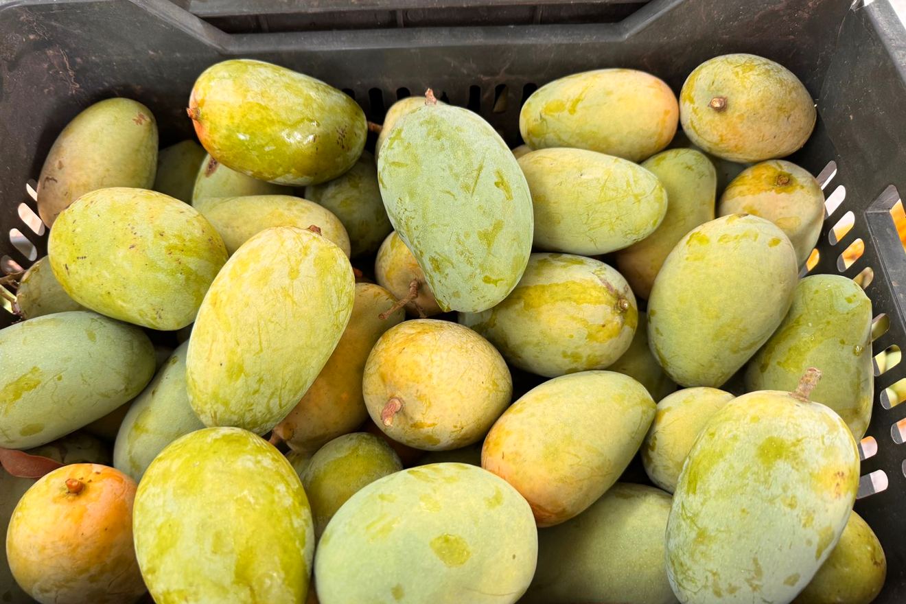 A crate of riper Kesar mangoes, most of them turned yellow and gold