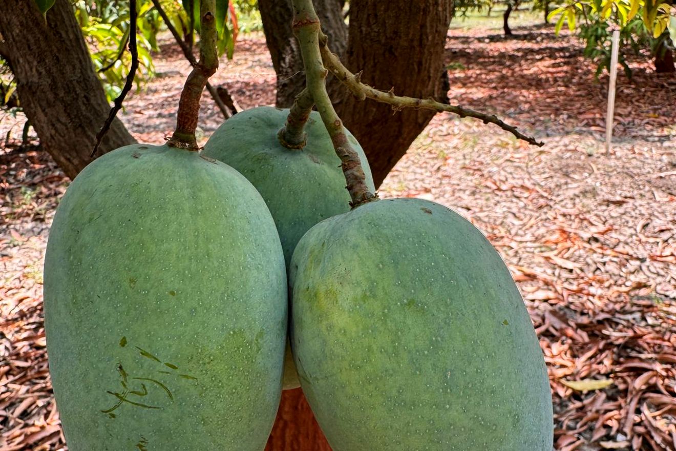 Three full-grown Kesar mangoes hanging together from one branch above the orchard floor